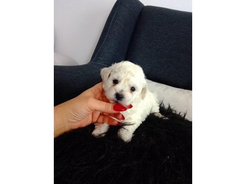 Bichon frise yavruları