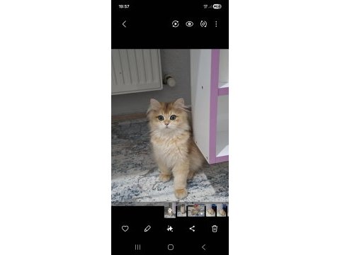 Golden ny12 erkek british longhair yavrum teslime hazır