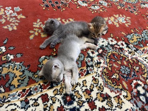 Yavru kediler yuvalarını bekliyor