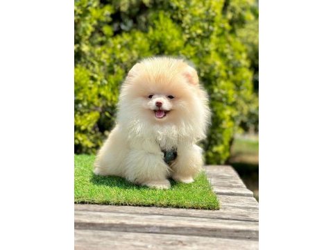 Boo pomeranian ırk ve sağlık garantili yavrular 
