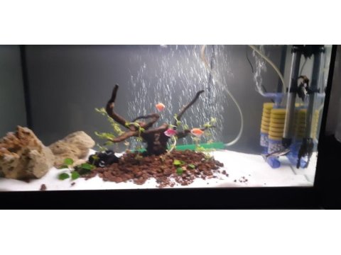 2 tane sağlıklı genetik tetra