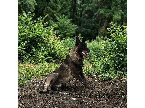 Teslime hazır malinois a kalite bebekler