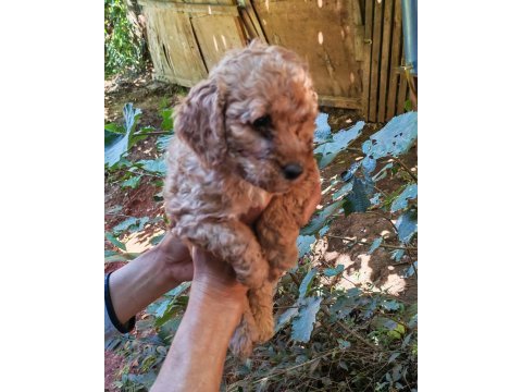 Uygun bütçeli harika maltipoo bebekler poodle gibi
