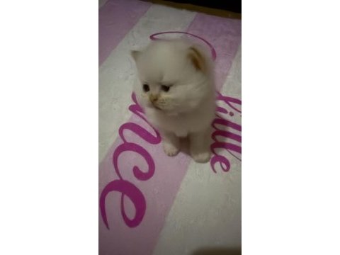 50 günlük british shorthair yavrularımız