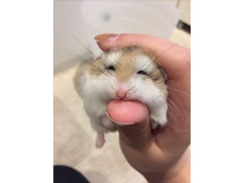 Hamster gonzales kargo verilir