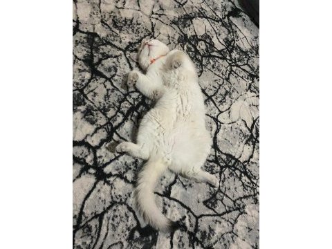 2 yaşında british shorthair