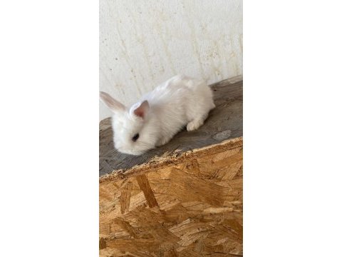 Yavru minik tavşanlar