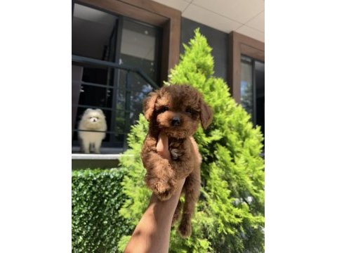 Orjinal teacüp poodle yavrumuz