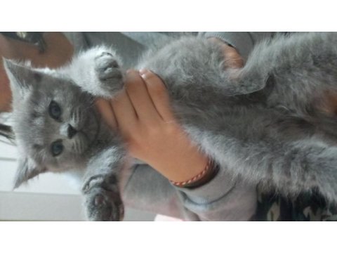 British shorthair bebeğimize yuva arıyoruz