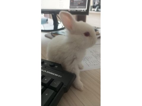 Minik tavşan sahiplendirilecektir