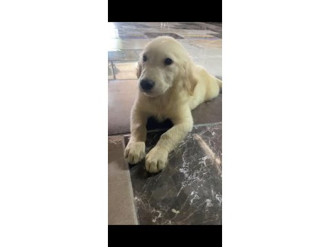 Irk ve sağlık garanti orjinal golden retriever bebeğimiz