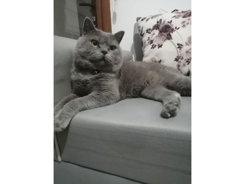 Minik canavarlar british shorthair