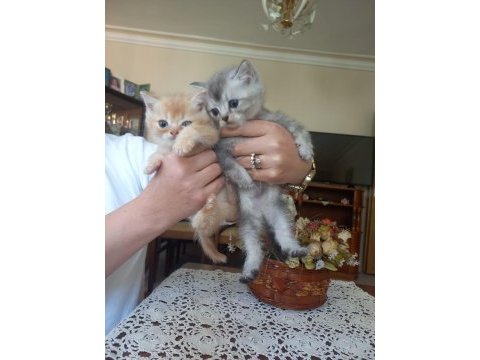 Birbirinden minnoş british shorthair bebişlere yuva