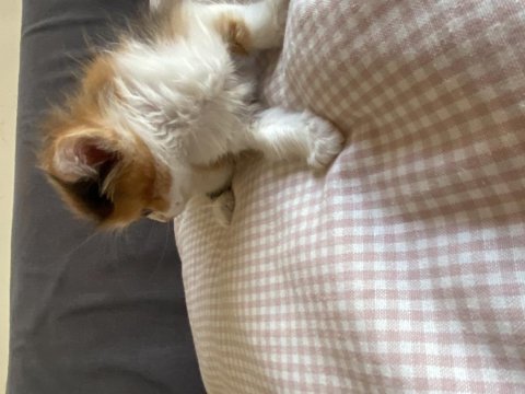 Yavru british longhair