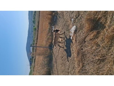 Çok adamcı belçika kurdu