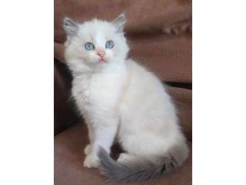 Secereli ragdoll kedisi yavrular