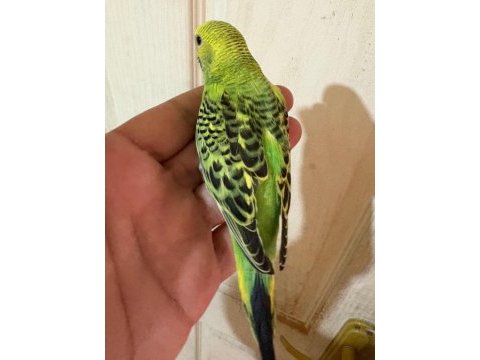 36 günlük renk güzeli muhabbet kuşu bebek