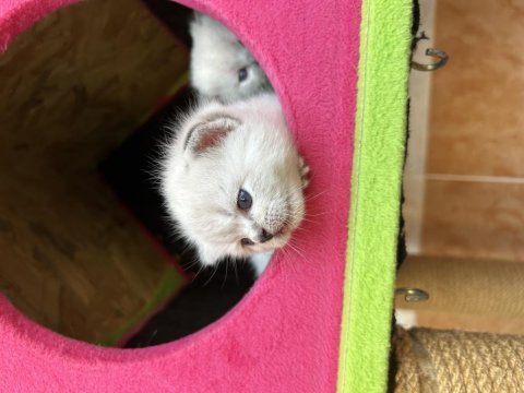 Saf british shorthair yavrularımız
