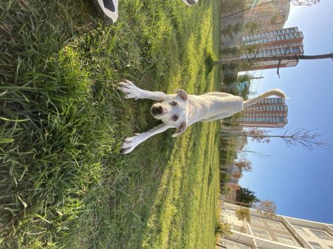 Köpeğimiz thor yuva arıyor