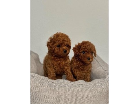 Kıvır kıvır toy poodle yavrular