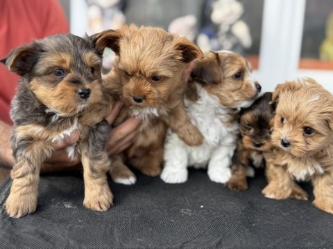 Show kalite tea cup morkie yavrular ziyarete açık