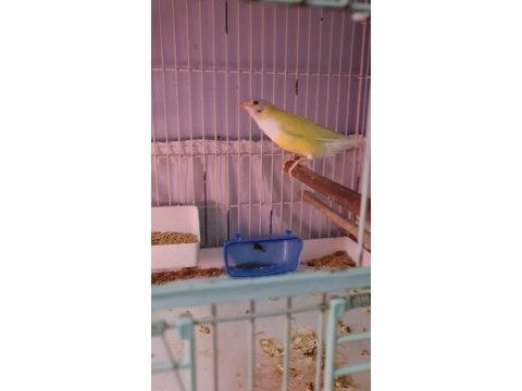 Çift goldian finch (gökkuşağı ispinozu)