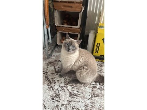 Kedimiz leoya ömürlük yuvasını arıyoruz
