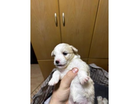 Maltipoo yavrular