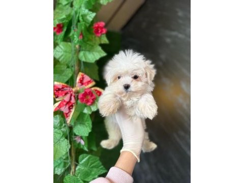 Maltese terrier yavrularımız için kampanya