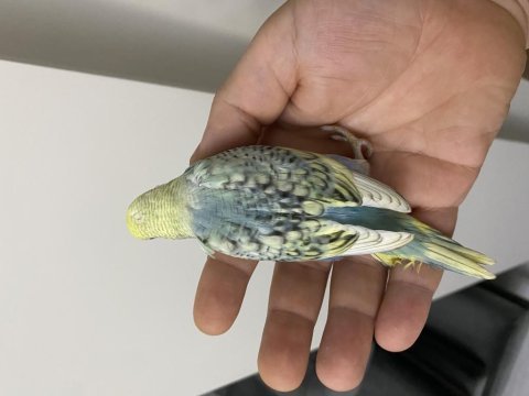 Yeme düşmek üzere olan muhabbet kuşları