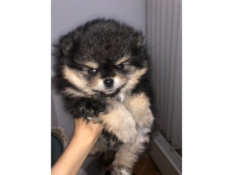 Sevimli pomeranian minikler