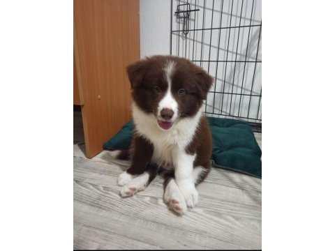 2 aylık safkan border collie yavrularım