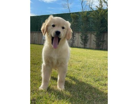Baby face golden yavruları 