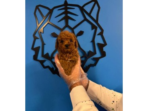 Irk garantili red toy poodle yavrularımız