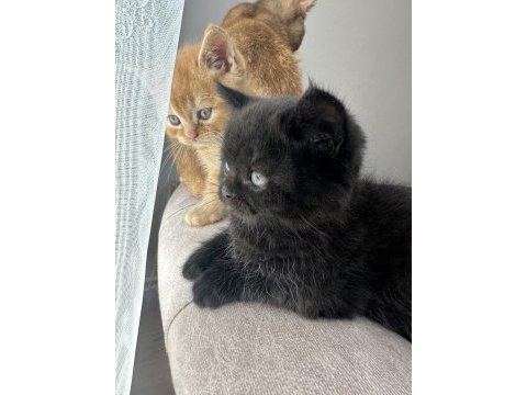 British shorthair
