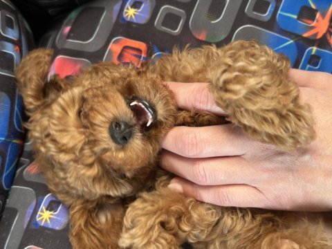 2,5 aylık orjinal toy poodle