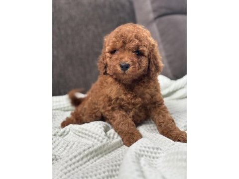 0 no toy poodle yavrumuz