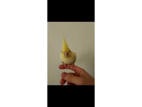 Kırmızı göz evcil lutino sultan papağanı