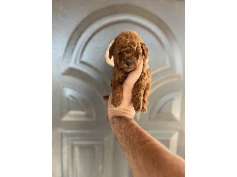 Toy poodle bebekler