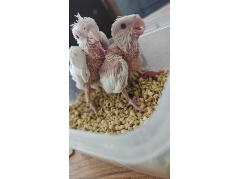 Albino el besleme sultan papağanı