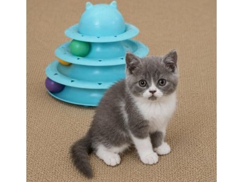 Mükemmel british shorthair golden blue ve bicolor yavrular