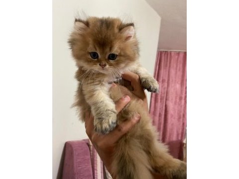 British longhair kedimiz