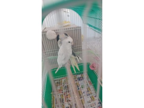 Albino erkek sultan papağanı