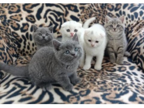 13/05 doğumlu top kafa scottish fold bebişler