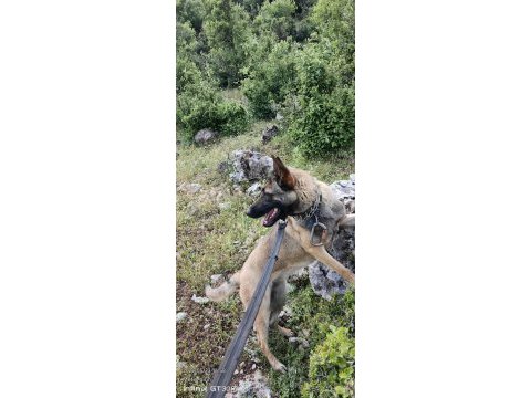 Belçika kurdu bir buçuk yaşında