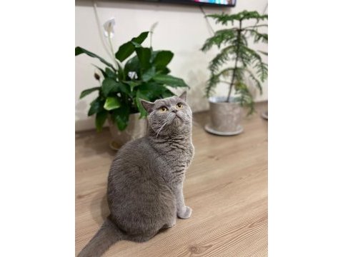 British shorthair oğlumuza yuva arıyoruz