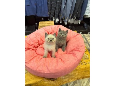 Irk sağlık garantili british shorthair yavrularımız