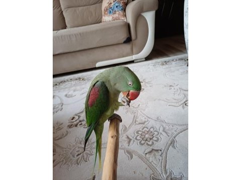 Mükemmel bir alexander papağanımız teslimi hazır