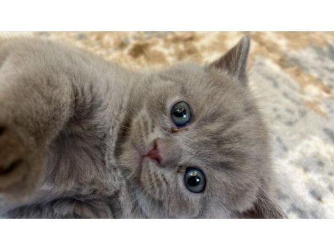 Bristh shorthair ve scotih fold yavrularimiz