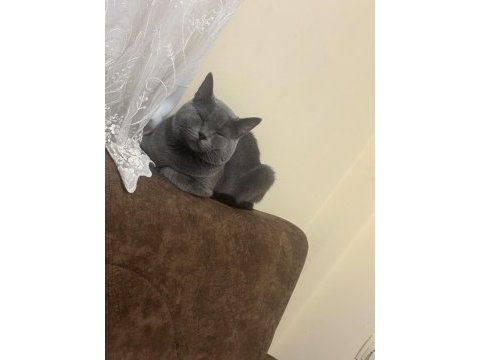 British shorthair kedimizi sahiplendirme
